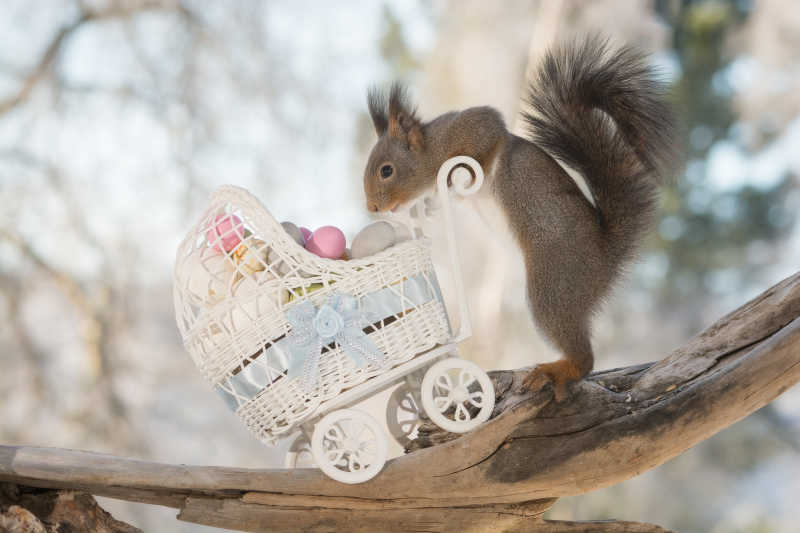 松鼠在树干上推着堆满鸡蛋的婴儿车