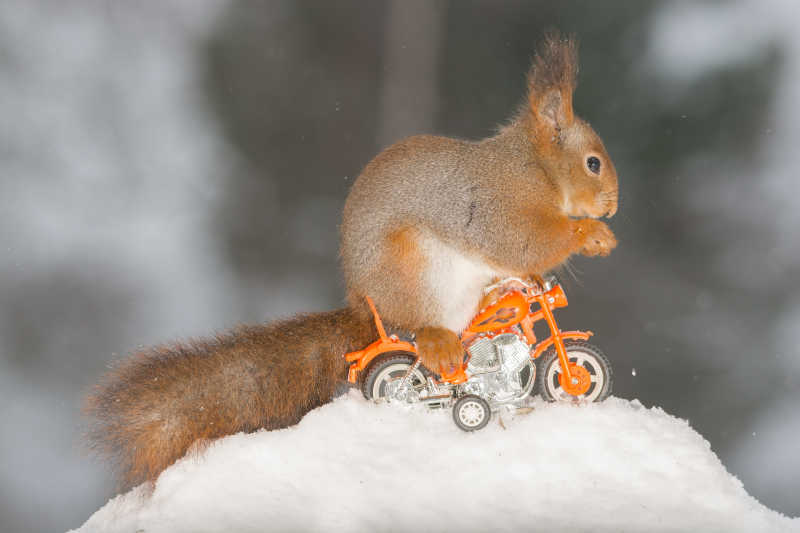 松鼠在雪地里骑着摩托车