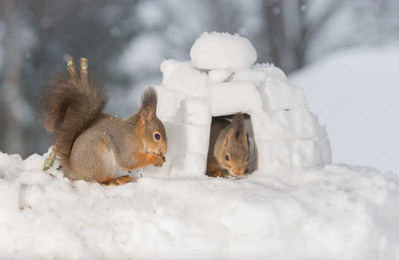 雪地里的松鼠和冰屋