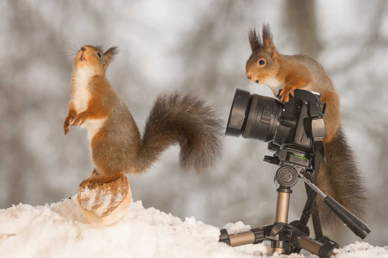 雪地里的松鼠滑雪板和照相机