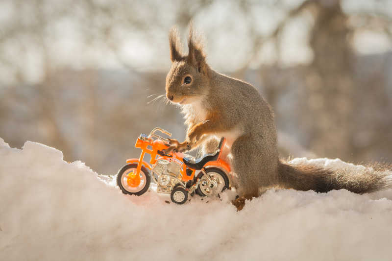 在雪地里的摩托车和松鼠