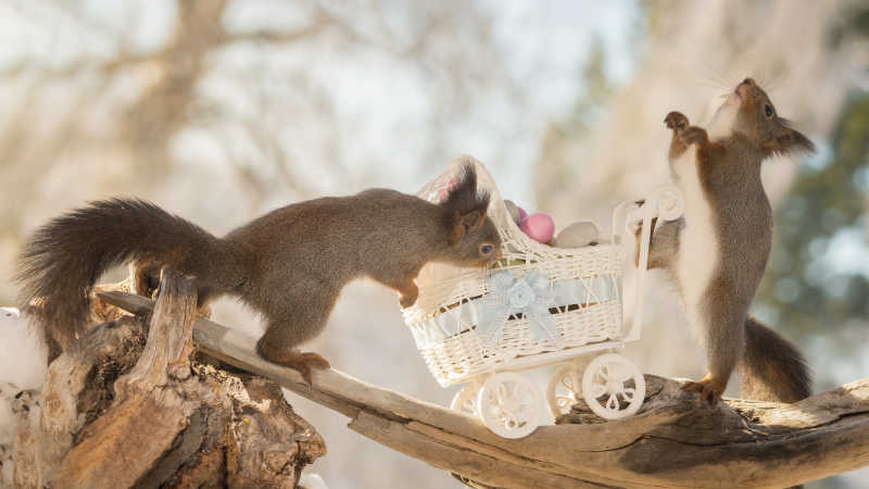 树干上两只玩闹的松鼠和堆满了鸡蛋的婴儿车里