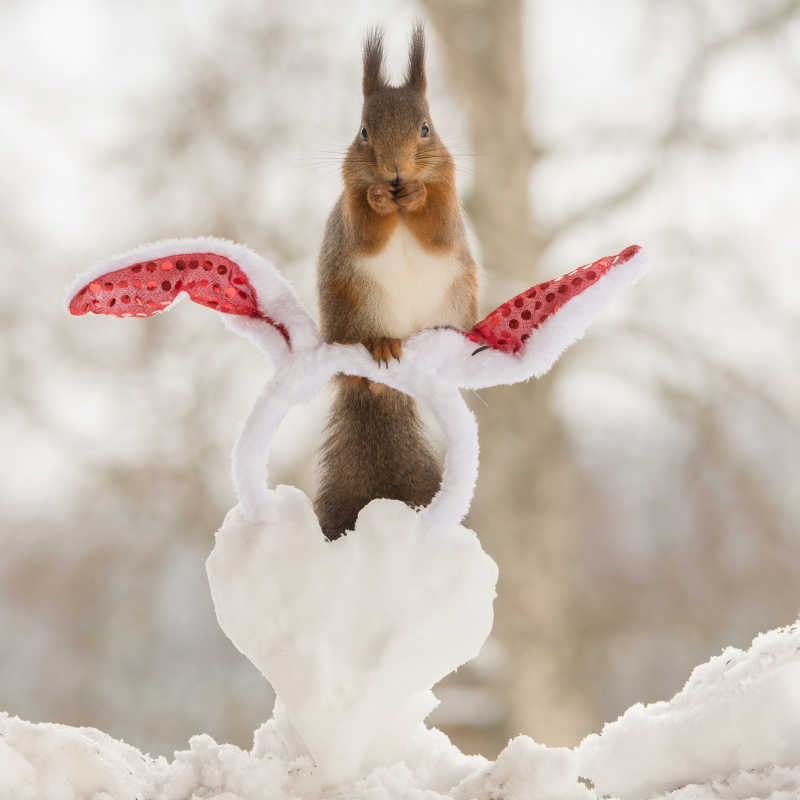 冬天雪地里复活节兔子的耳朵和小松鼠