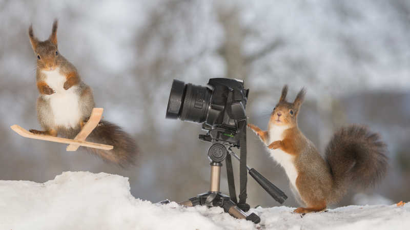 玩滑雪撬的松鼠和玩摄机的松鼠