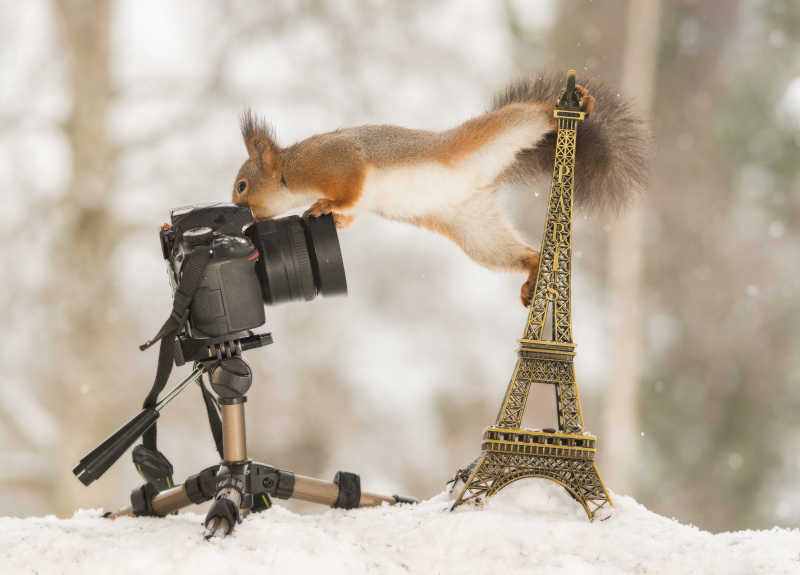 雪中的红松鼠摄像机和埃菲尔铁塔