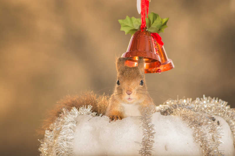 一只可爱的松鼠爬在圣诞铃的下面