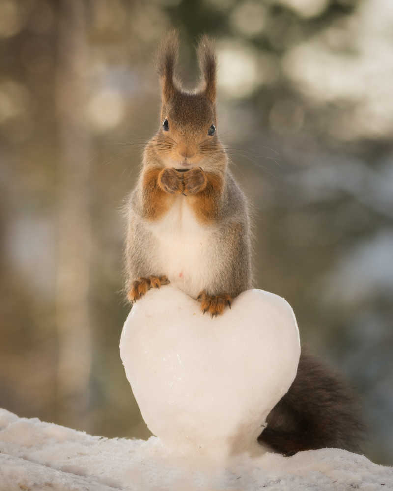 毛茸茸的小松鼠站在用雪堆成的桃心上