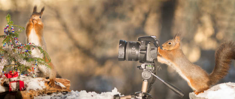 一只松鼠为另一只松鼠拍摄吃东西的照片