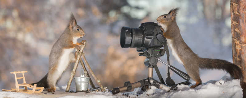 一只松鼠站在照相机前面为另一只松鼠拍照
