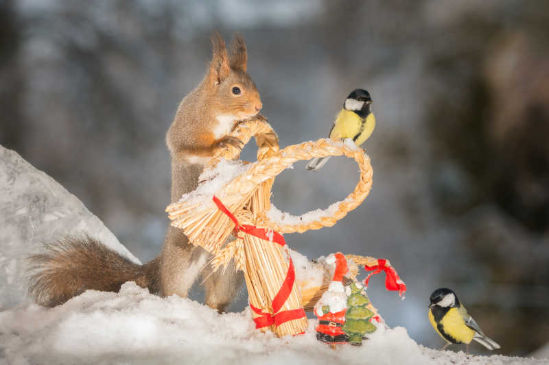 雪地上的小松鼠和山雀在一起玩耍