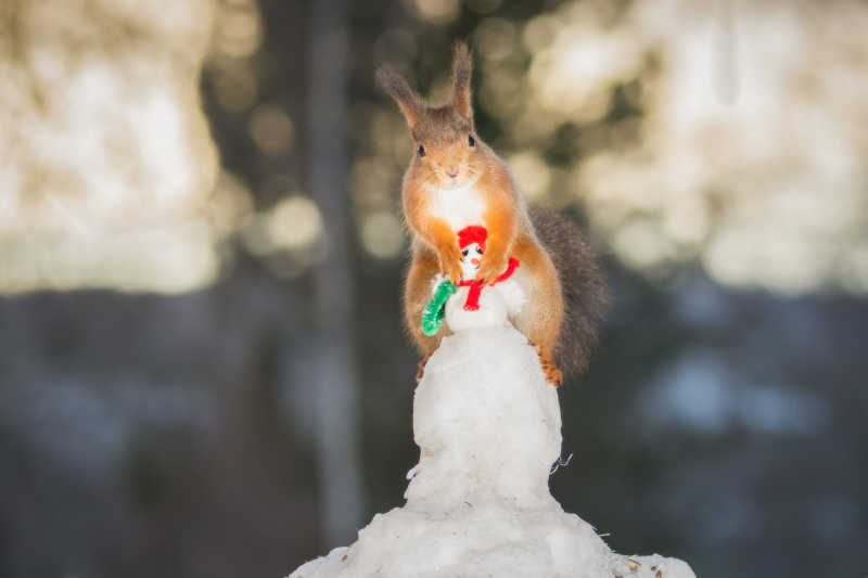 一只可爱的松鼠爬在小雪人的身上