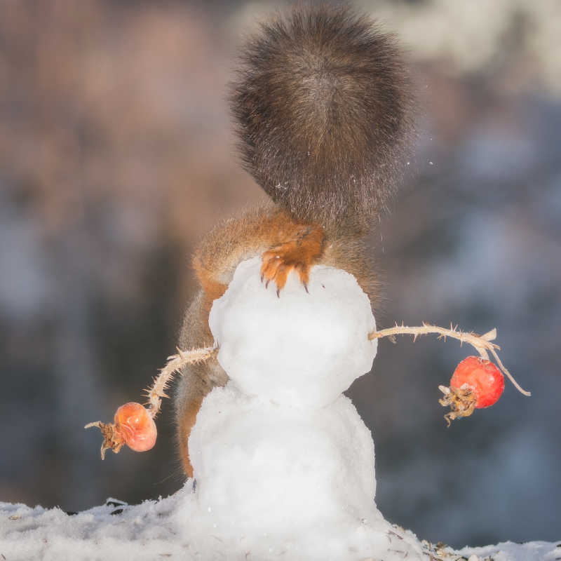 在雪地上露着毛茸茸的大尾巴的松鼠