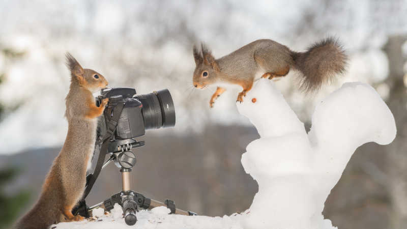 一只松鼠拿着照相机为另一只松鼠拍照