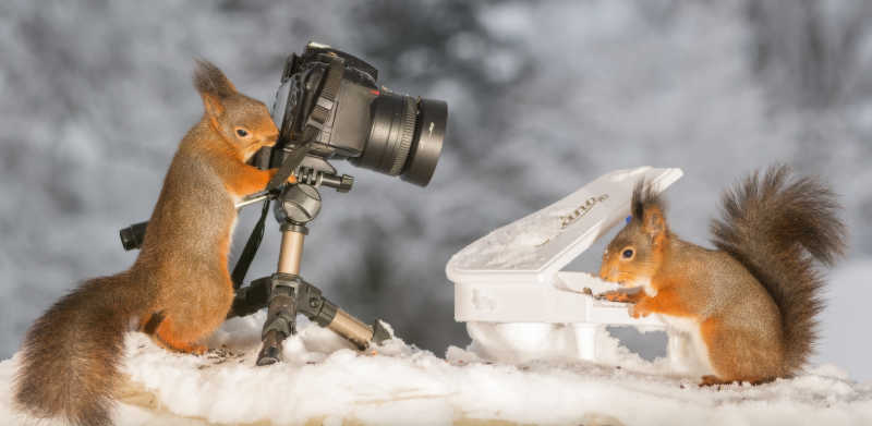 雪地上一只松鼠用照相机为另一只弹奏钢琴的松鼠摄影