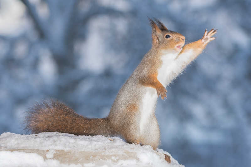 坐在雪地上挥手的松鼠