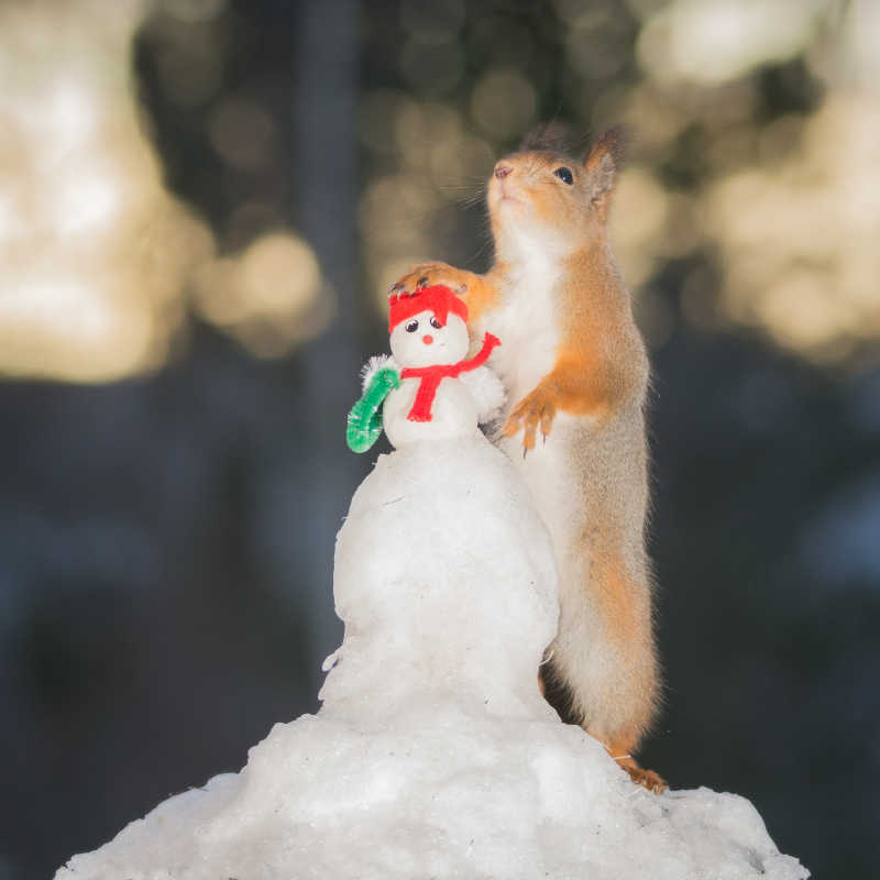 可爱的小松鼠立在小雪人的旁边