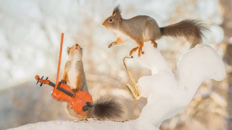 雪地上弹着小提琴和拿着萨克斯的两只松鼠