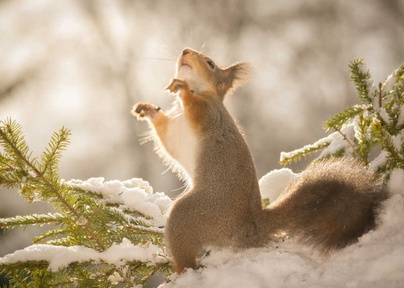 站在雪地里的松鼠