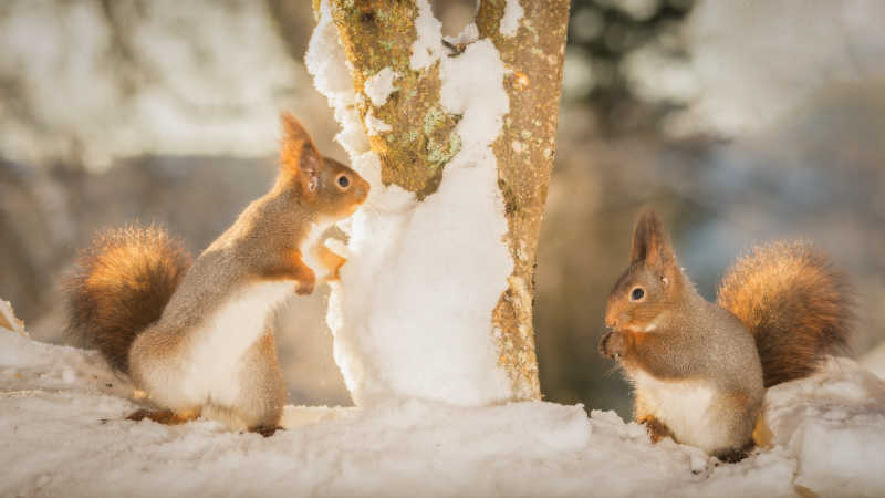 在雪地上寻找食物的两只松鼠