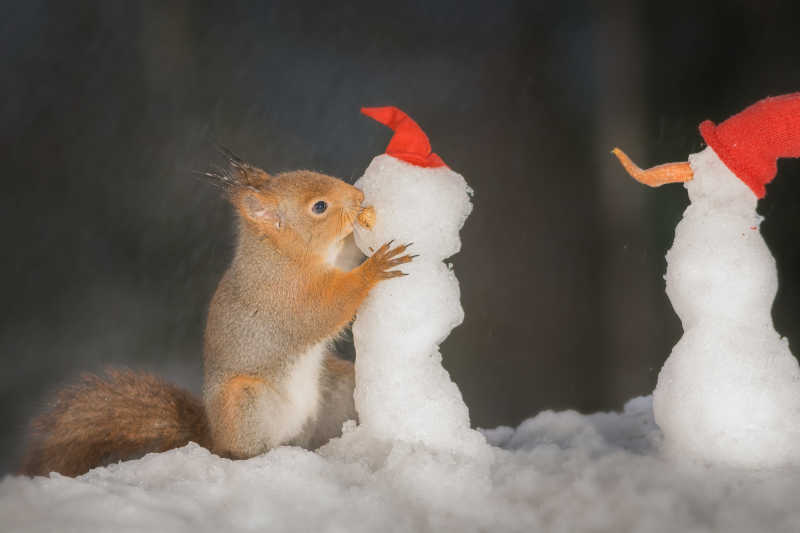 亲吻雪人的松鼠