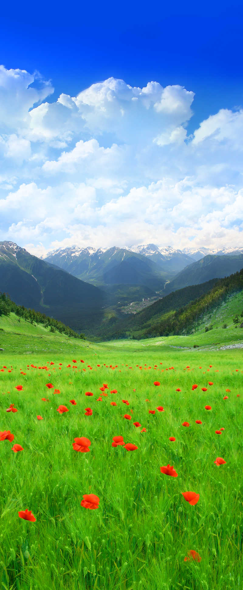 蓝天白云下的美丽野花山谷风景