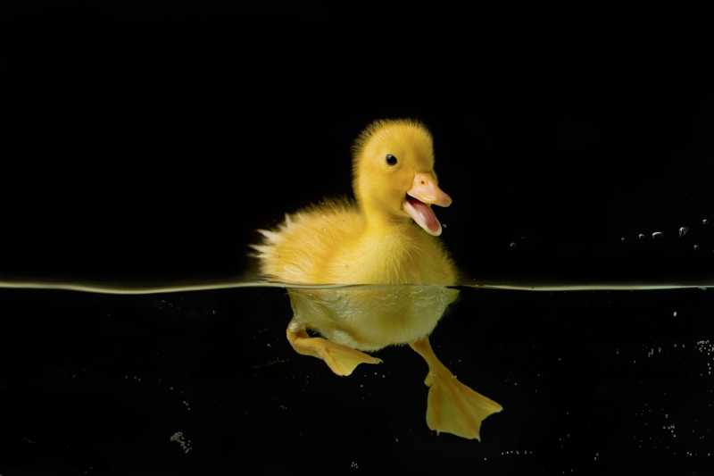 水里的小黄鸭