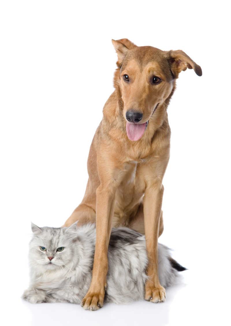 白色背景上的宠物狗狗与灰色猫咪