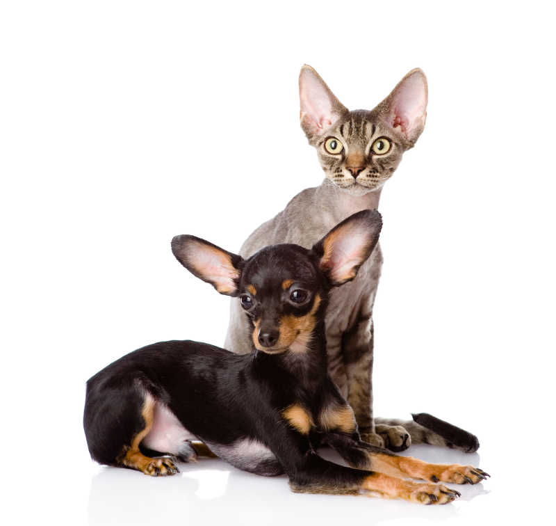 白色背景上的大耳朵猫咪与大耳朵狗狗