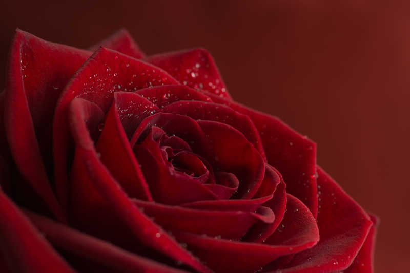 一朵暗红色玫瑰