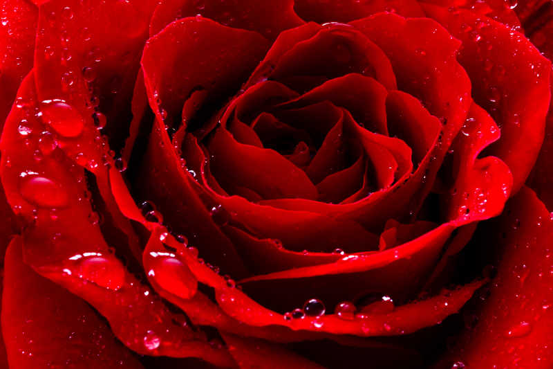 带有水滴的红玫瑰