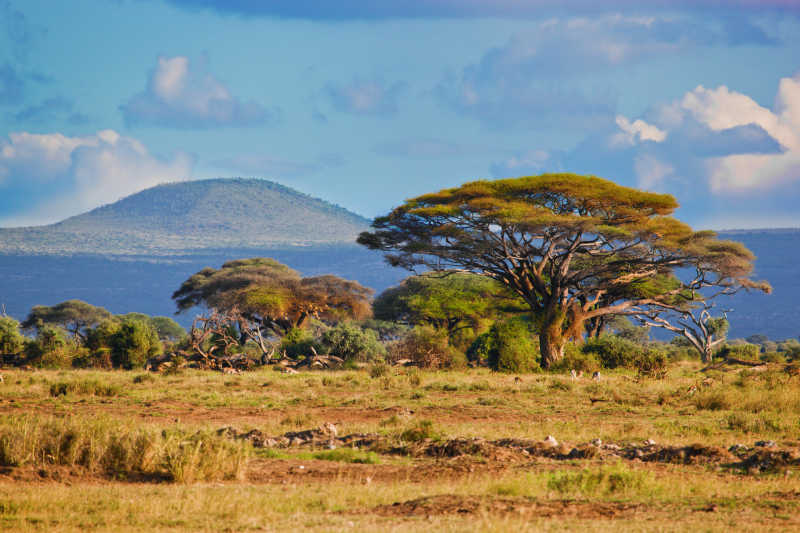 肯尼亚草原