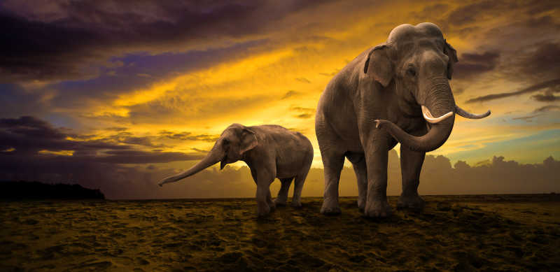 日落时分的大象