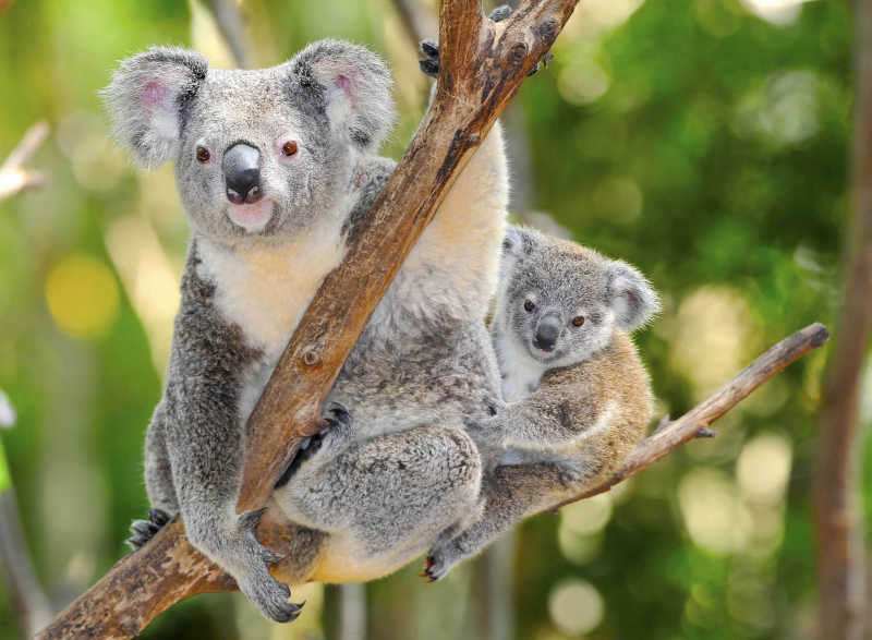 澳大利亚考拉熊与它的婴儿