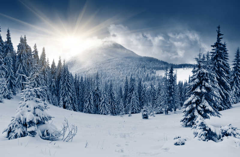 白雪覆盖着树木的景色