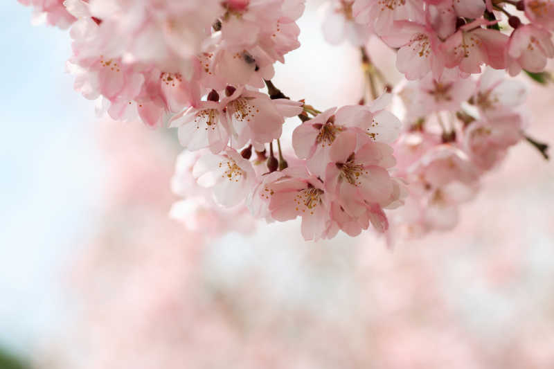 粉色的樱花