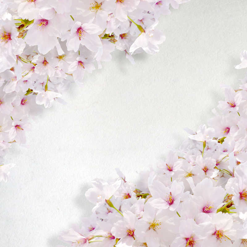 白粉色美丽樱花