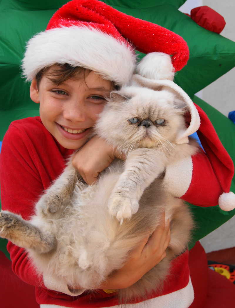 圣诞猫和快乐的小男孩