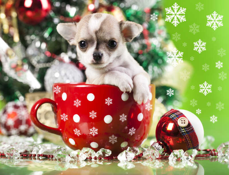 圣诞节里的小型茶杯犬