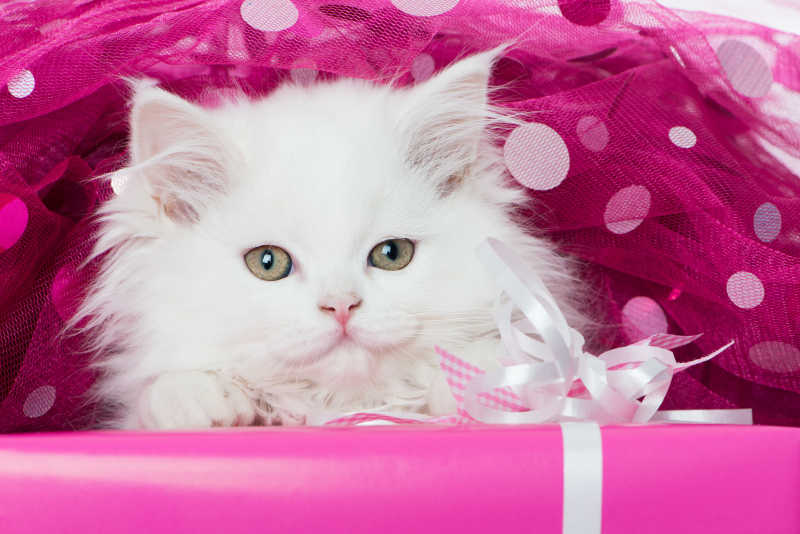 粉色礼物盒上的白色小猫