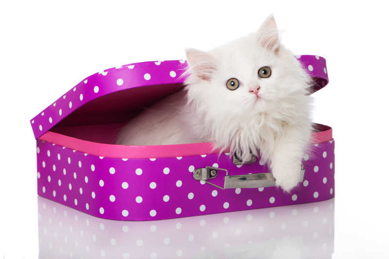 粉红色手提箱里的小猫
