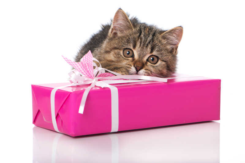 粉色礼物上趴着的小猫
