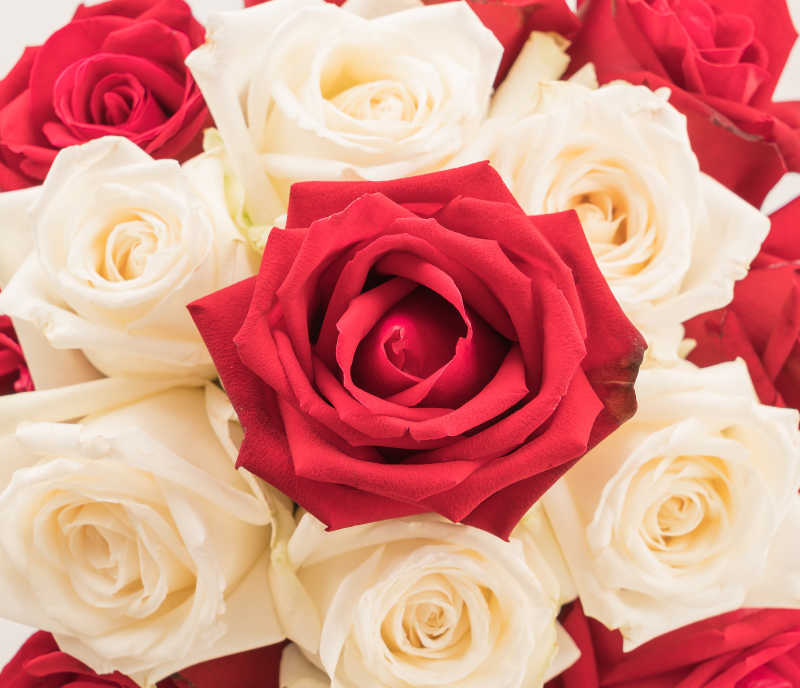 美丽的红玫瑰与白玫瑰背景