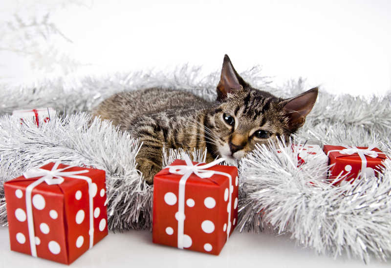 小猫和红色的圣诞礼物