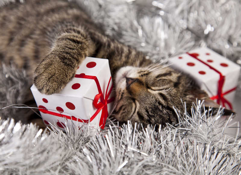 睡着的小猫和两个圣诞礼物