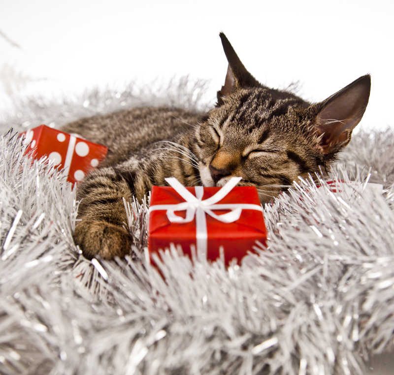 睡着的小猫和圣诞礼物