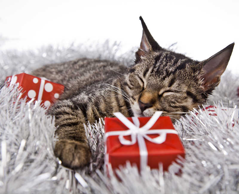 小猫和两个圣诞礼物盒子