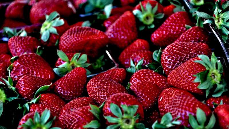 采摘的新鲜草莓