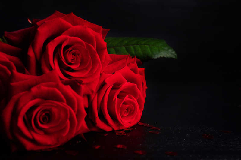 黑色背景下盛开的红玫瑰花束