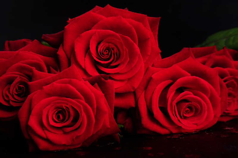 黑色背景下盛开的红玫瑰近景拍摄