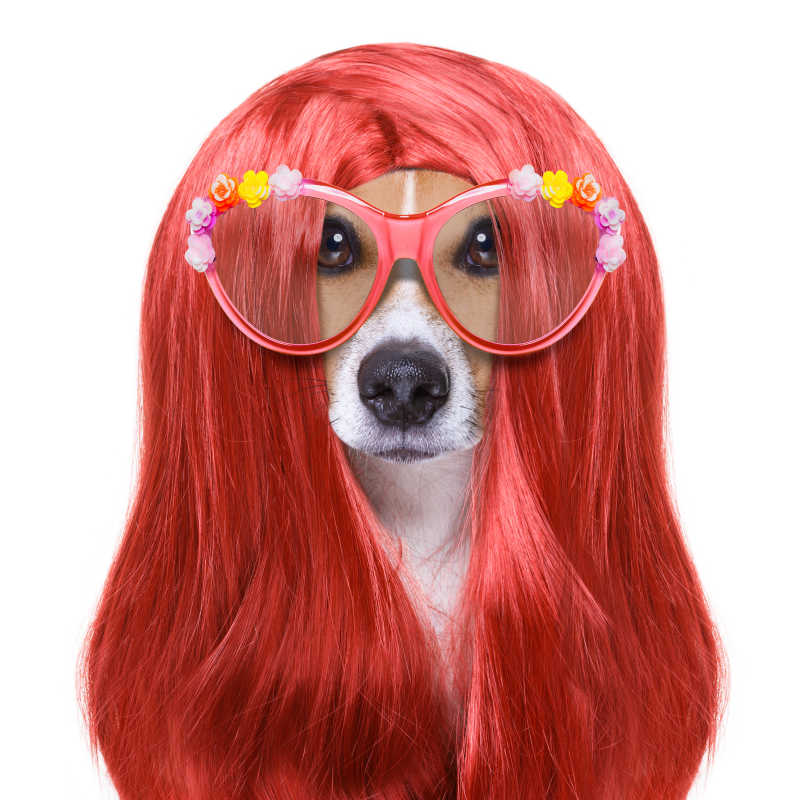 白色背景下带着眼镜和红色发套的狗狗